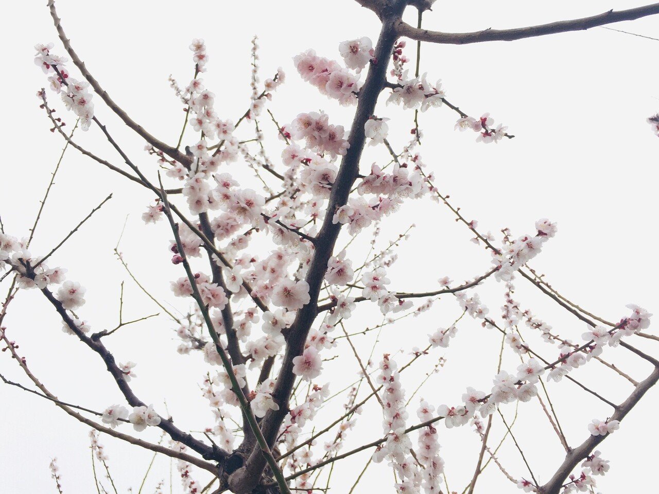 春ですね 可愛らしい梅の花が咲き始めました 明るい未来が見えますね 落合美代子 Note