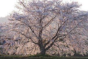 秘する花を知ること。秘すれば花なり。秘せずば花なるべからず
