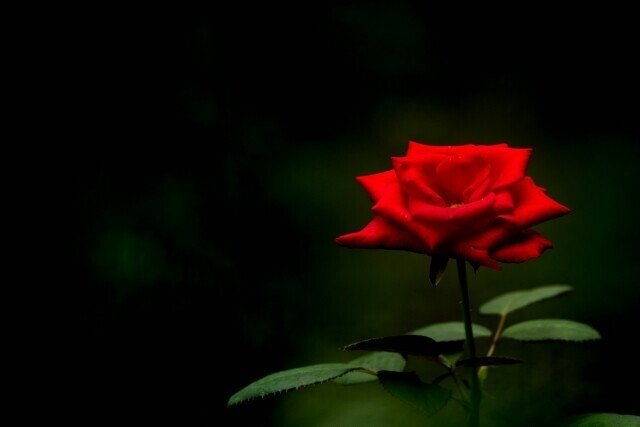 吉川 真子 荒野に咲く花のように 櫛野展正 くしの のぶまさ Note