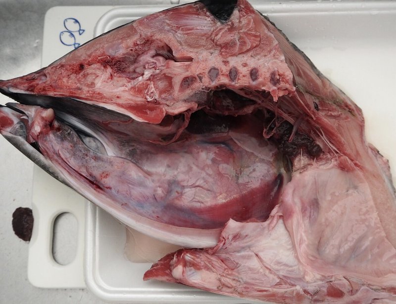 マグロの頭を買う ごはんのひと Note