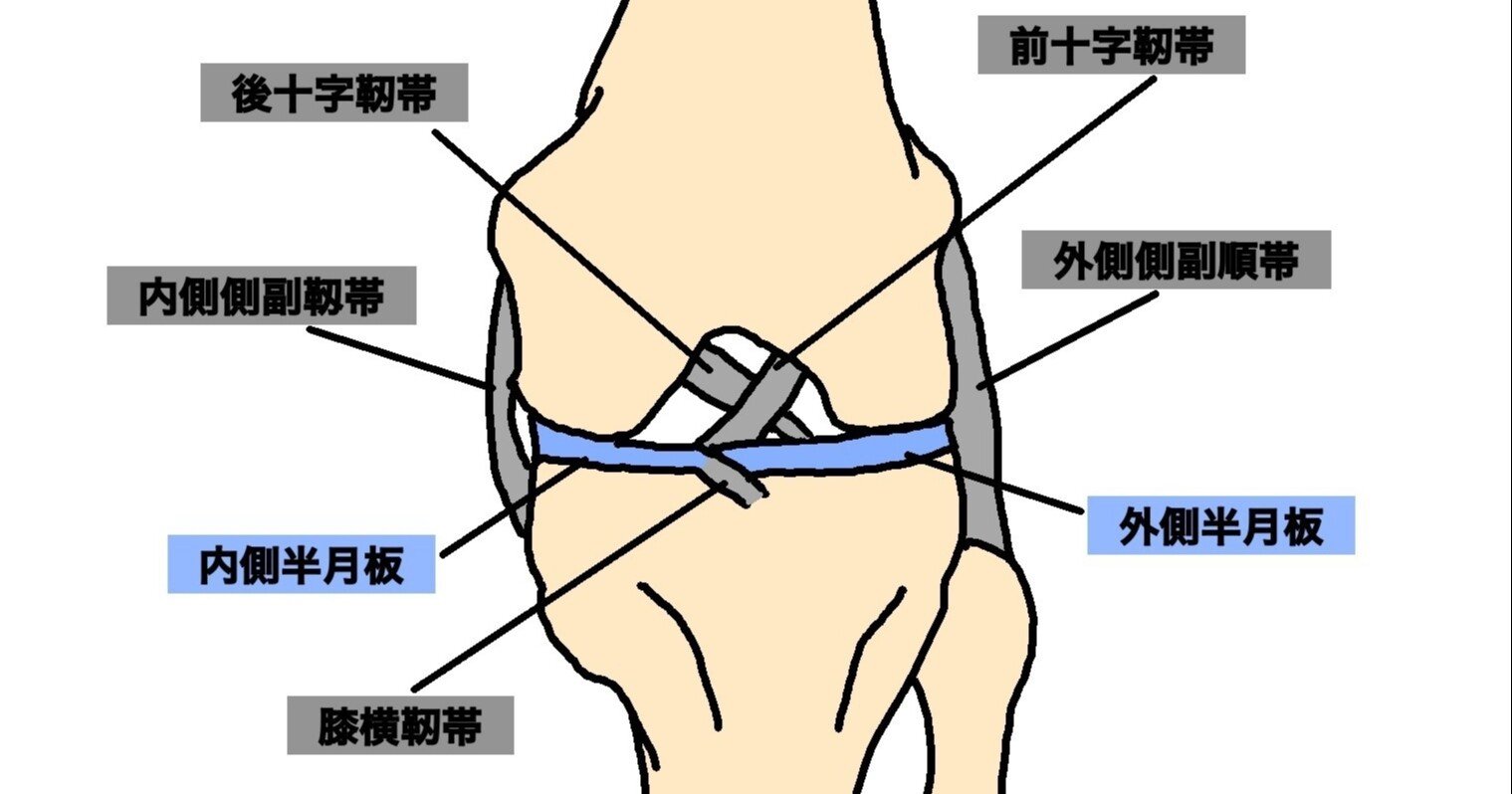 膝関節 半月板 宮城島大樹 日本で最もトレーナーを育成してるトレーナー Note 膝関節 半月板 宮城島大樹 日本で最もトレーナーを育成してるトレーナー Note