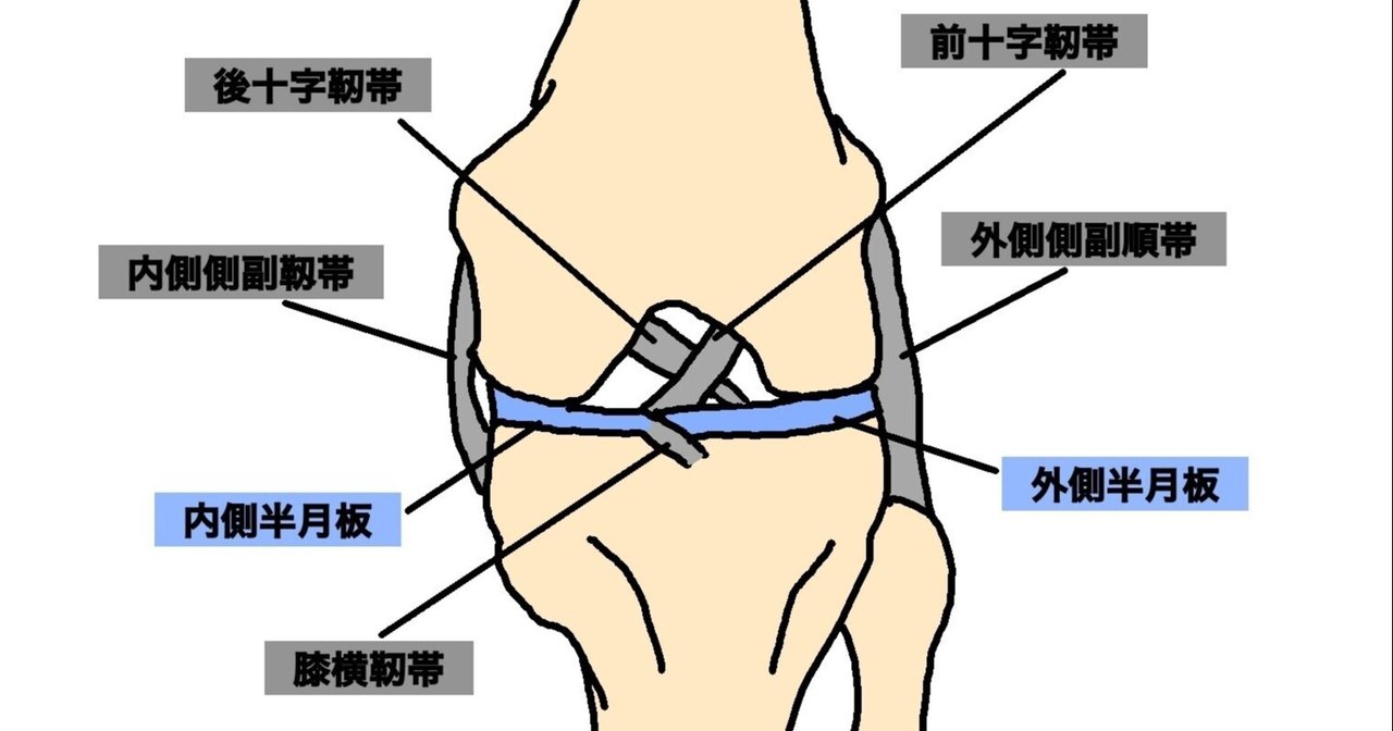 膝関節 半月板 宮城島大樹 日本で最もトレーナーを育成してるトレーナー Note