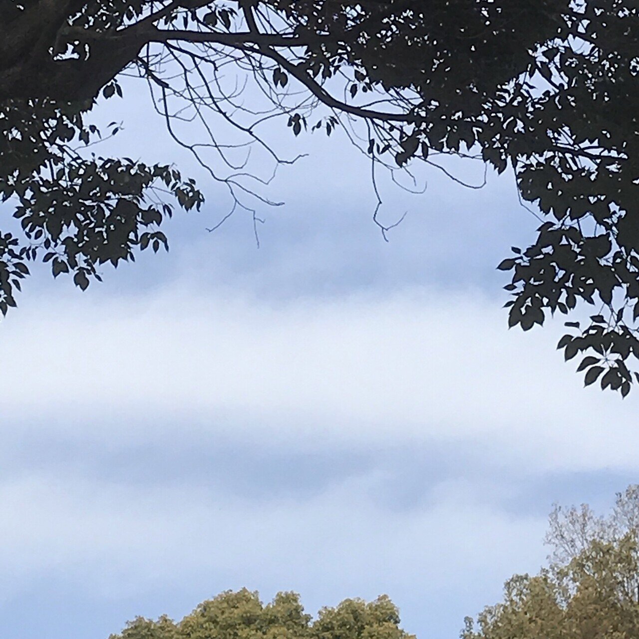 暖かくて綺麗な青空の日曜日の朝の桜 百葉 Note