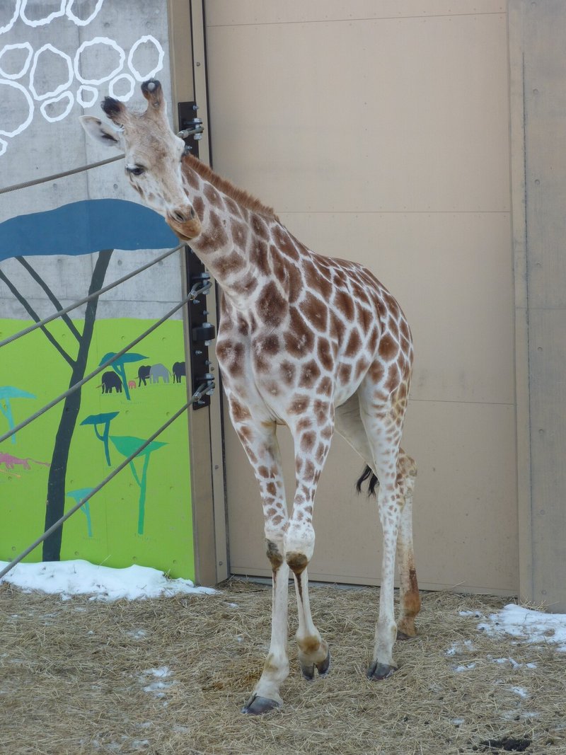 旭川動物園のアミメキリン 首の骨の数 ぺんぺん Note