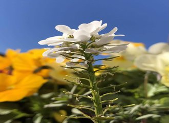 マザーリーフ の新着タグ記事一覧 Note つくる つながる とどける