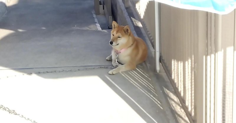 癒し 柴犬がまどろんでいる姿に癒されるだけの動画 犬山翔太 Note 癒し 柴犬がまどろんでいる姿に癒されるだけの動画 犬山翔太 Note