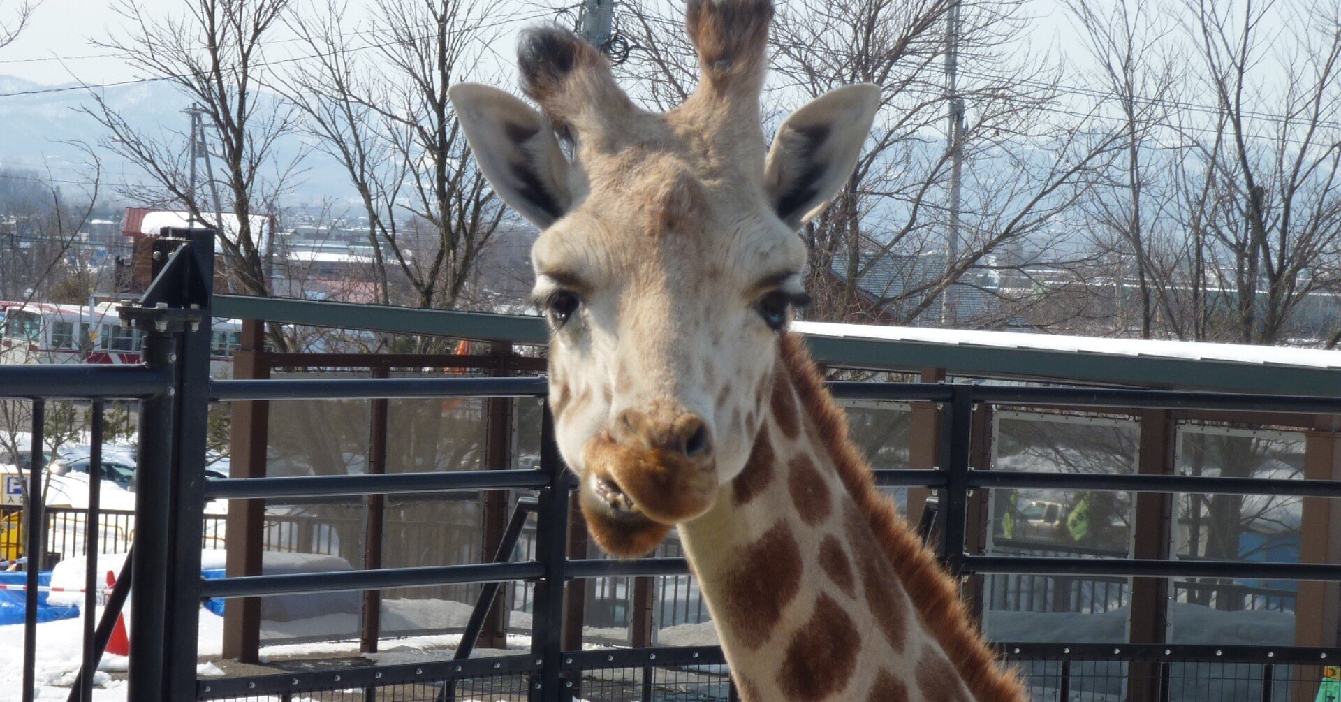 旭川動物園のアミメキリン 首の骨の数 ぺんぺん Note