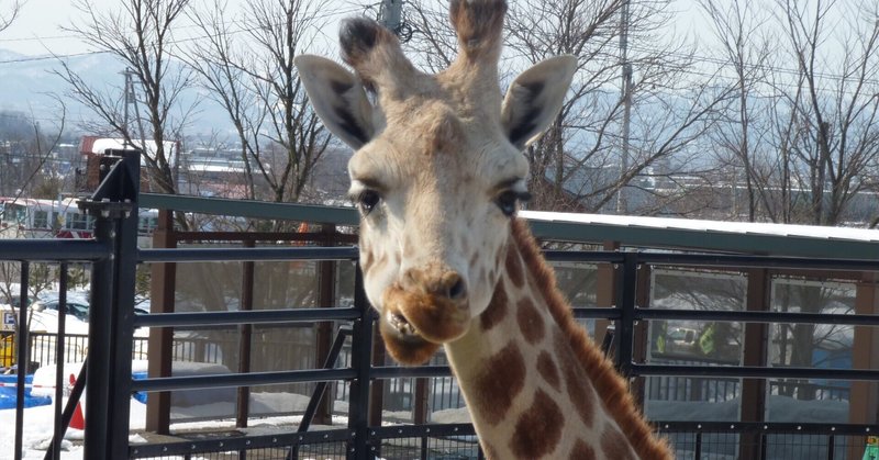 旭川動物園のアミメキリン 首の骨の数 さんちゃん Note