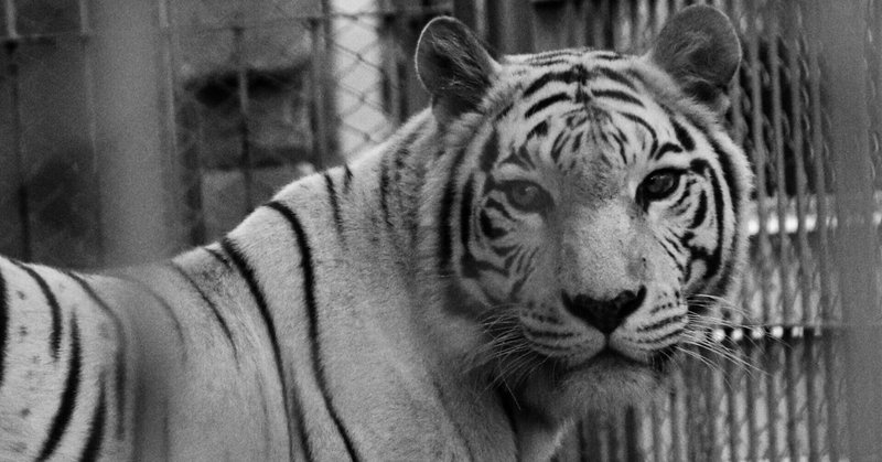 クラウドサーカス の新着タグ記事一覧 Note つくる つながる とどける