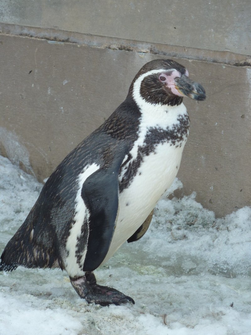 旭川動物園のフンボルトペンギン １ 白と黒の羽色 ぺんぺん Note