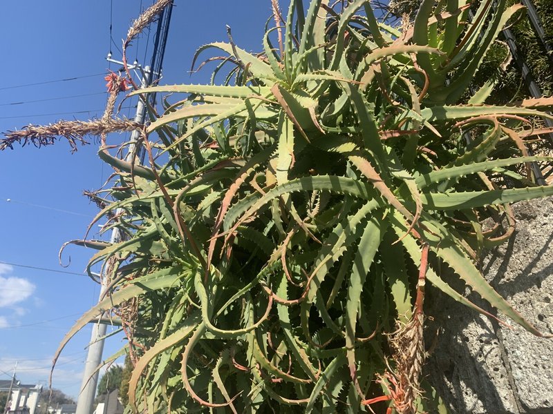植物コレクション009 鎌倉時代あたりから日本に伝来していた アロエ おおたしじみ Note 植物コレクション009 鎌倉時代あたりから日本に伝来していた アロエ おおたしじみ Note