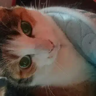 Nori