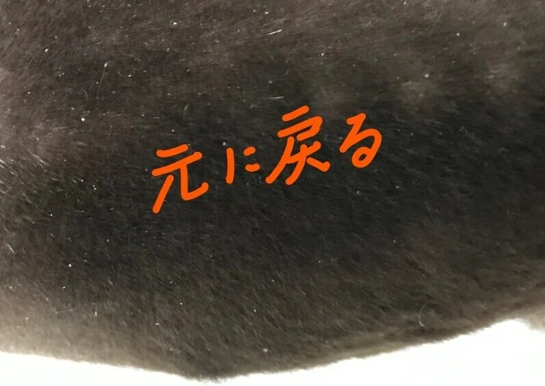 第６回 犬猫カラッカラの乾燥中 やさしそうな 動物のお医者さん Note
