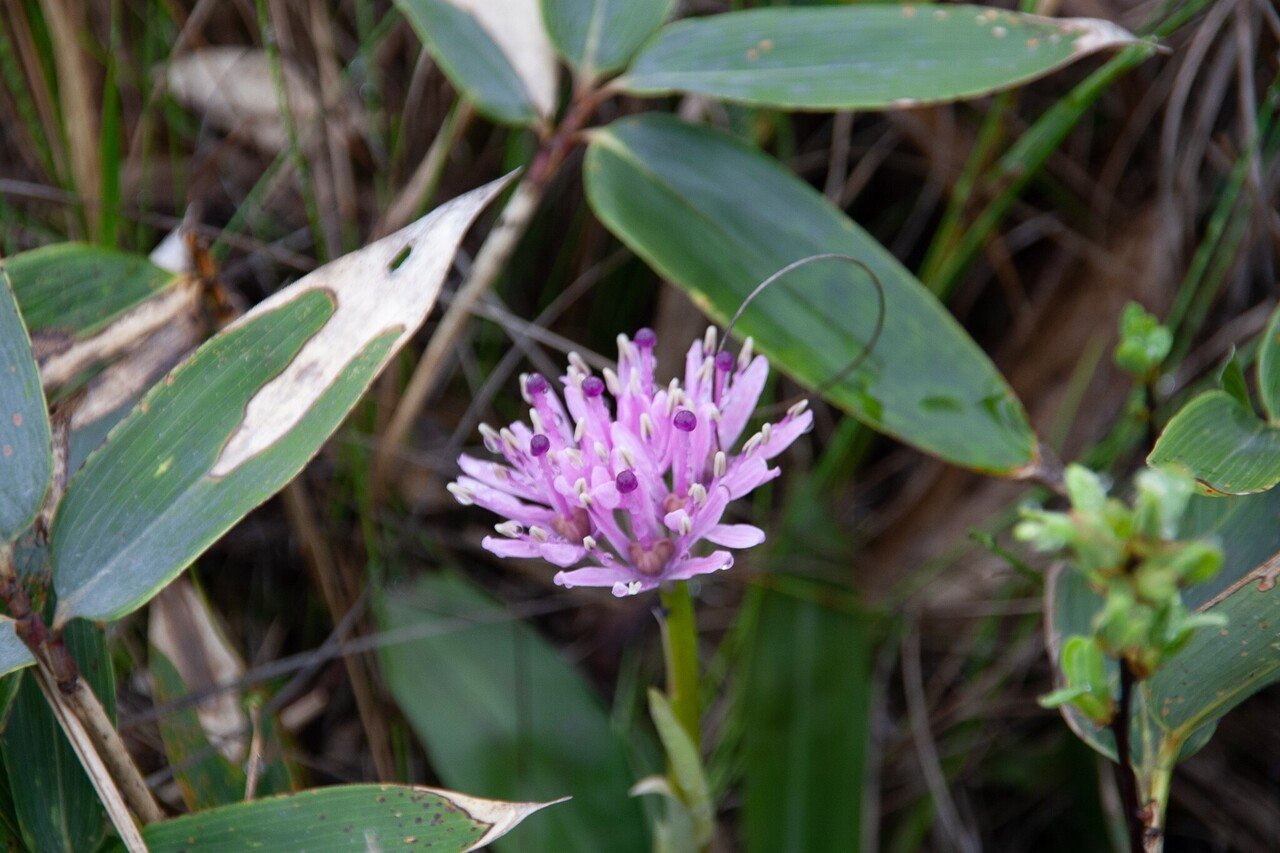 最北端の湿原 サロベツ原生花園 Zenpaku Note 最北端の湿原 サロベツ原生花園 Zenpaku Note