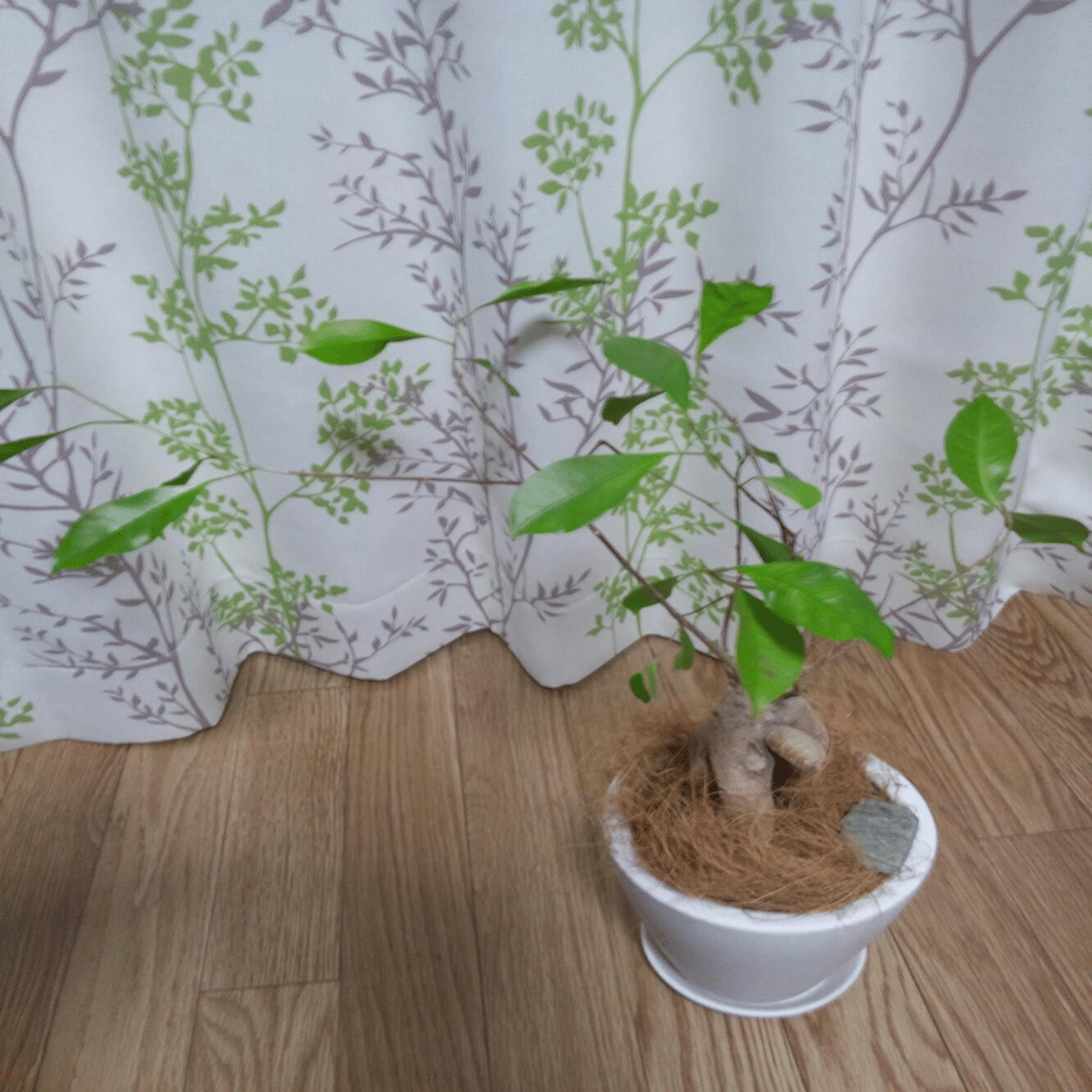 がじゅまるの樹には妖精が宿る｜ミズノアキコ(sei)