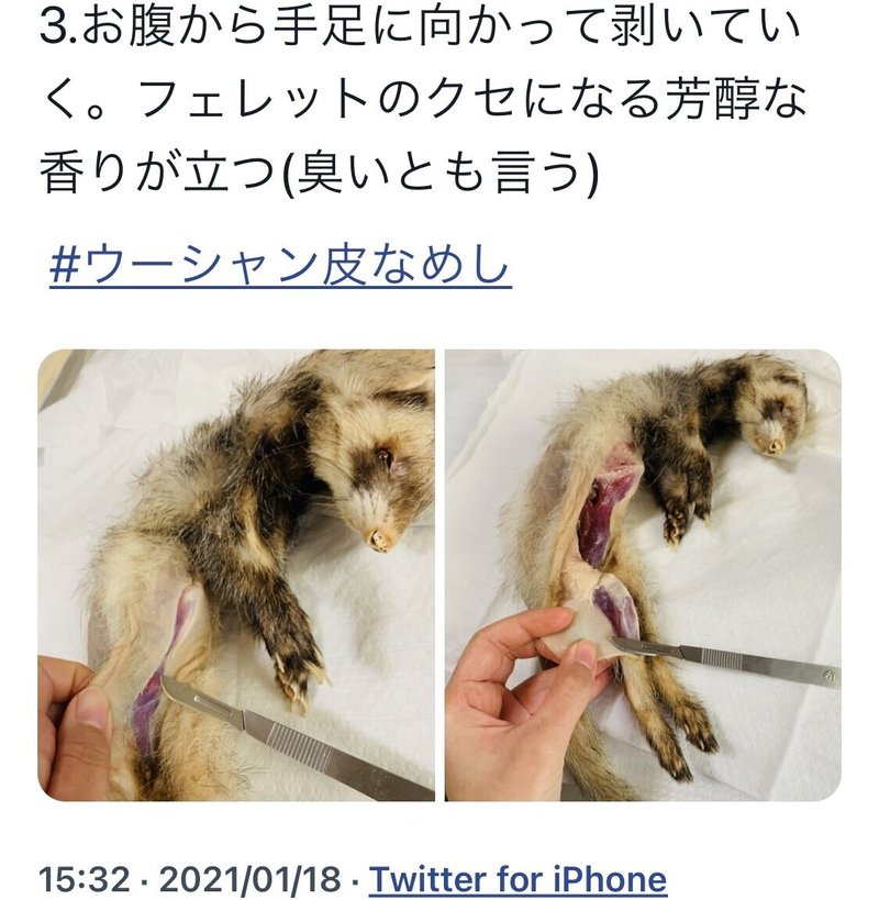 フェレット皮なめし 妹尾あいこ Note