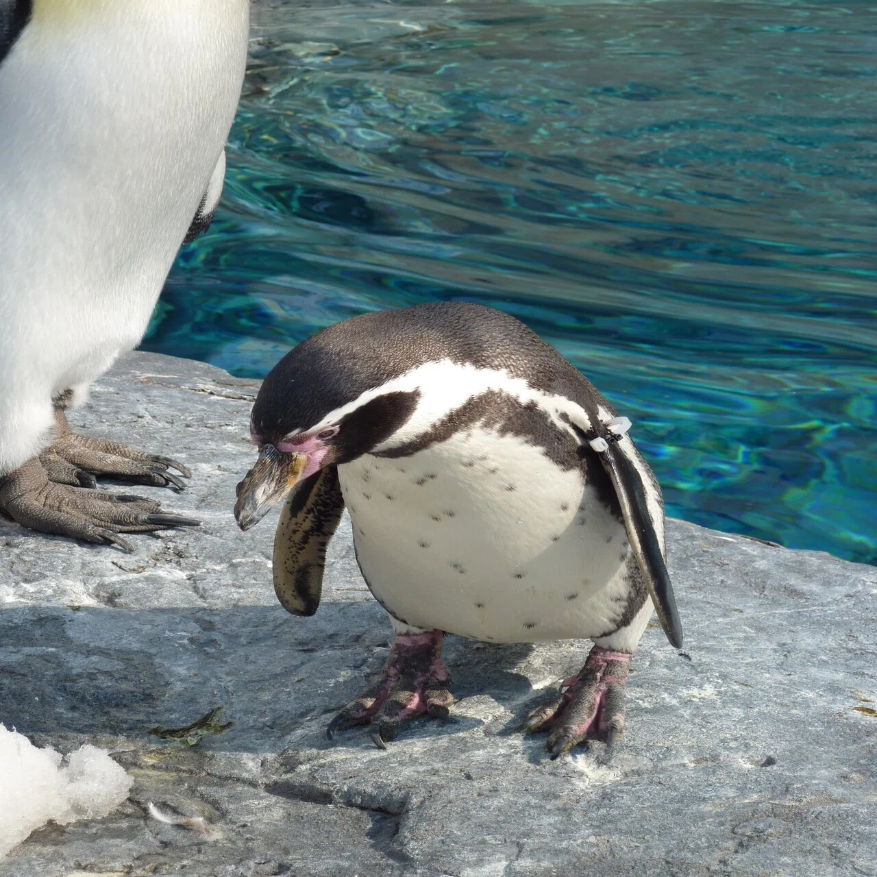 旭川動物園のフンボルトペンギン（2）【大きさ】｜猫の名前は将軍様