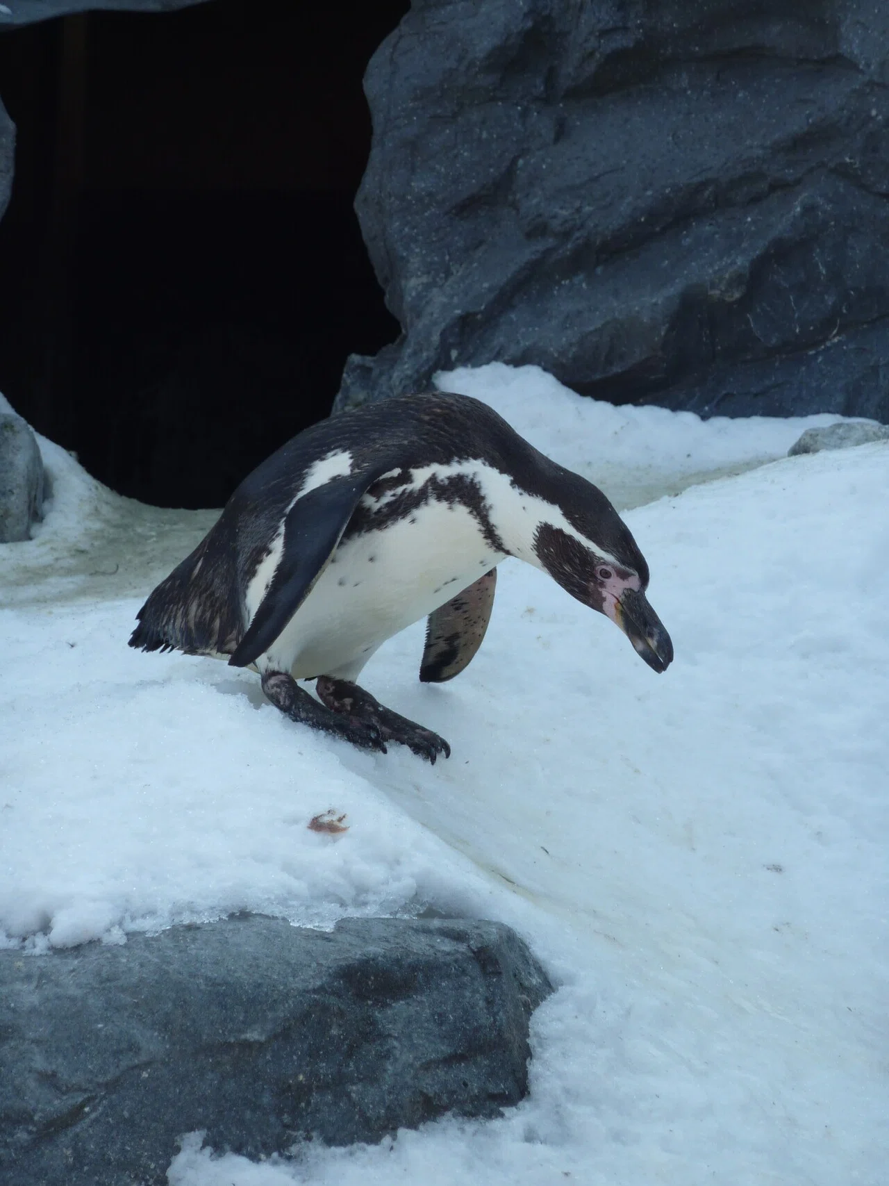 旭川動物園のフンボルトペンギン（2）【大きさ】｜猫の名前は将軍様