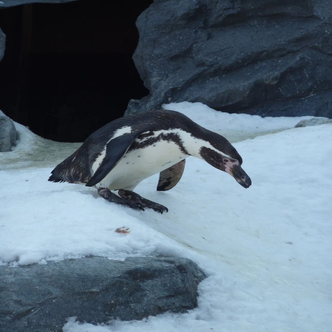 旭川動物園のフンボルトペンギン（2）【大きさ】｜猫の名前は将軍様