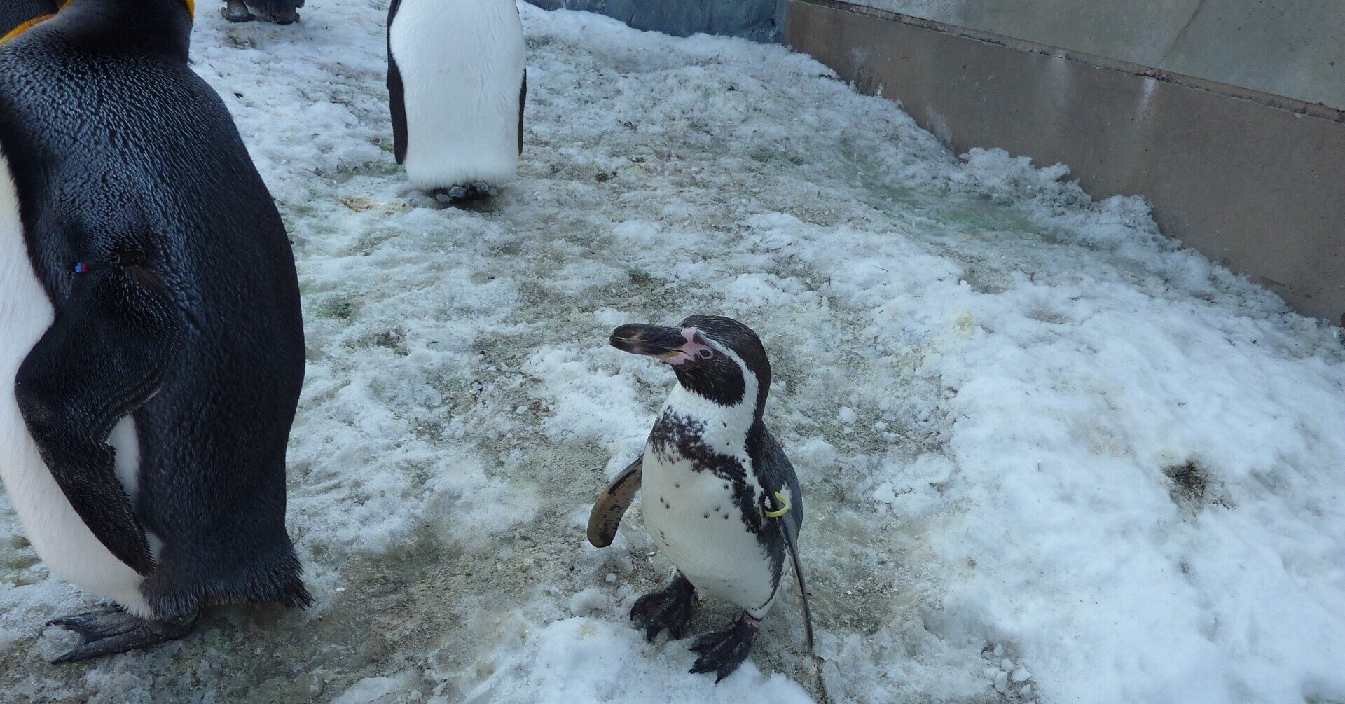旭川動物園のフンボルトペンギン（2）【大きさ】｜猫の名前は将軍様