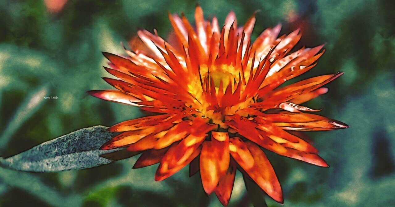 2月28日 誕生花は麦藁菊 誕生花短歌 御子柴 流歌 Note 2月28日 誕生花は麦藁菊 誕生花短歌 御子柴 流歌 Note