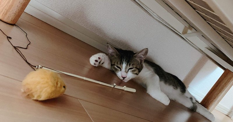 賃貸で猫を飼うのは結構大変だった話 ねこしるぞー Note