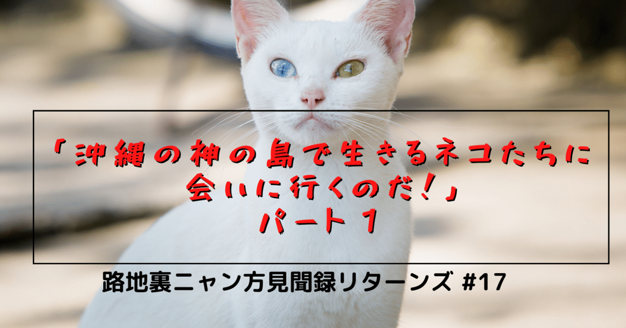 沖縄の神の島で生きるネコたちに会いに行くのだ パート１ 猫写真家 森永健一 モリケン フォトエッセイ執筆 取材撮影 ネコ写真イベントもしています Note