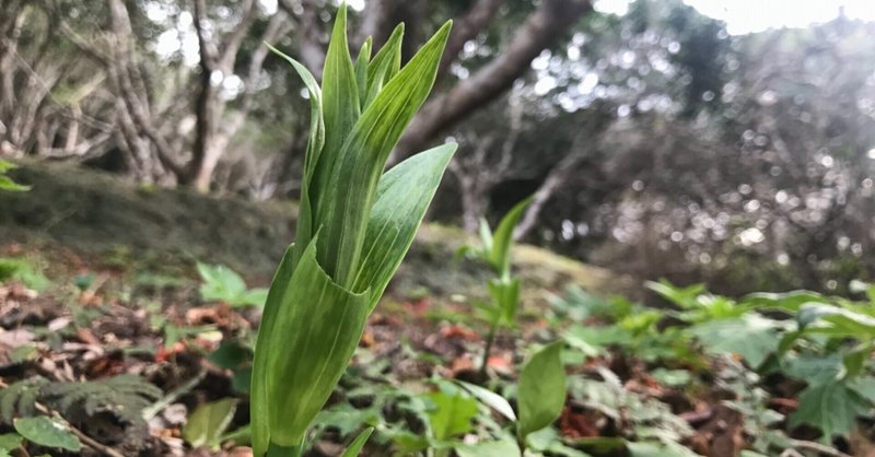 植物 サクユリの芽生え けいちゃん Note 植物 サクユリの芽生え けいちゃん Note