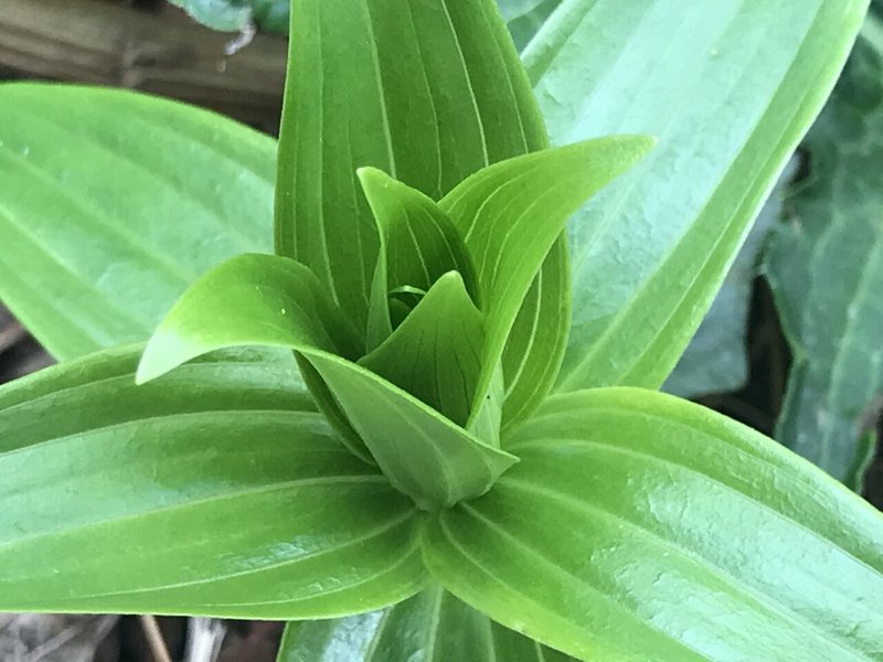 植物 サクユリの芽生え けいちゃん Note 植物 サクユリの芽生え けいちゃん Note
