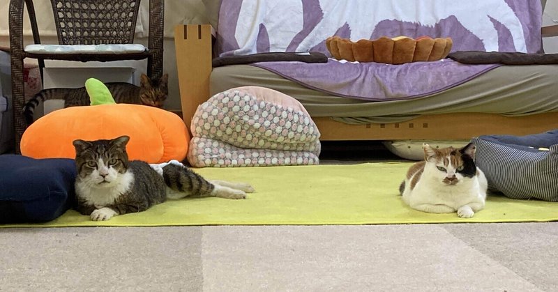現場からは以上です 保護ねこカフェおむすび Note 現場からは以上です 保護ねこカフェおむすび Note