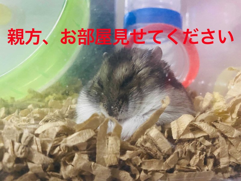 ハムスター飼育日記310日目と223日目 21 2 28 サトウショウヘイ Note