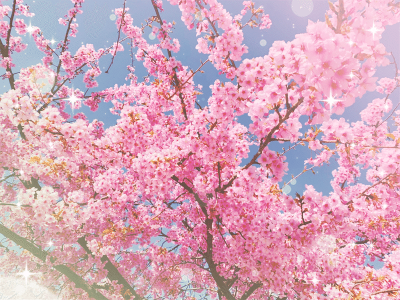 桜満開 Blue Leopard Note 桜満開 Blue Leopard Note