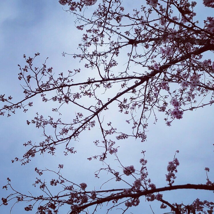 #花曇り #春 #花粉症