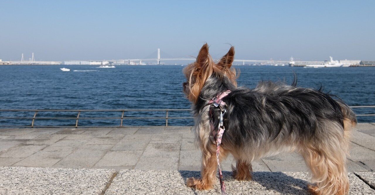 犬目線のスナップショットを撮影する Hideaki Kishimoto Note