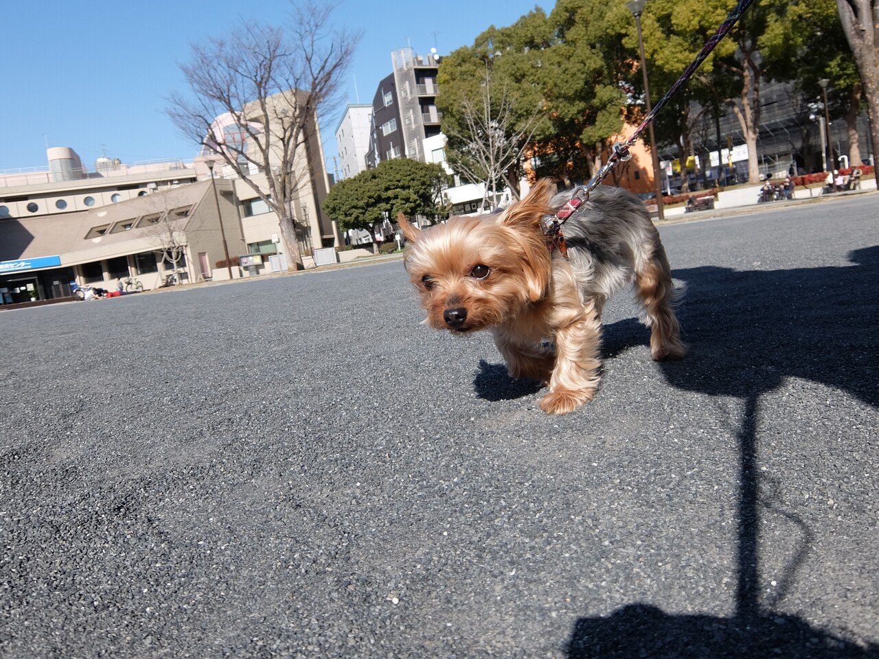 犬目線のスナップショットを撮影する Hideaki Kishimoto Note