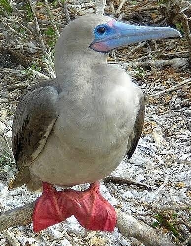 第1494回 日本に現れた珍鳥 ⑴｜翆野 大地