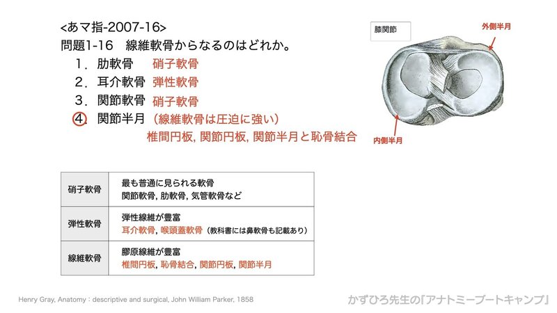 今日のプチ解剖 線維軟骨はどれ 黒澤一弘 Note 今日のプチ解剖 線維軟骨はどれ 黒澤一弘 Note