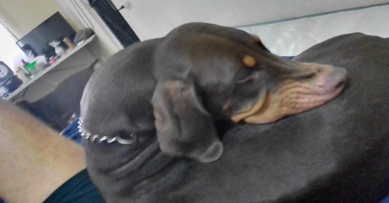 犬バカ の新着タグ記事一覧 Note つくる つながる とどける