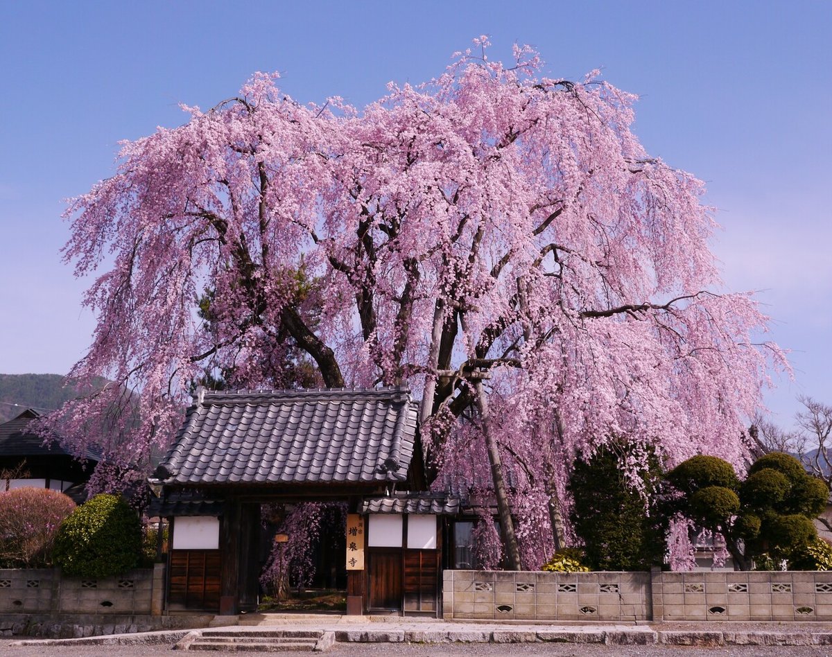 信州桜守の旅と飯沼諏訪神社の獅子舞鑑賞ツアー③増泉寺のシダレザクラ