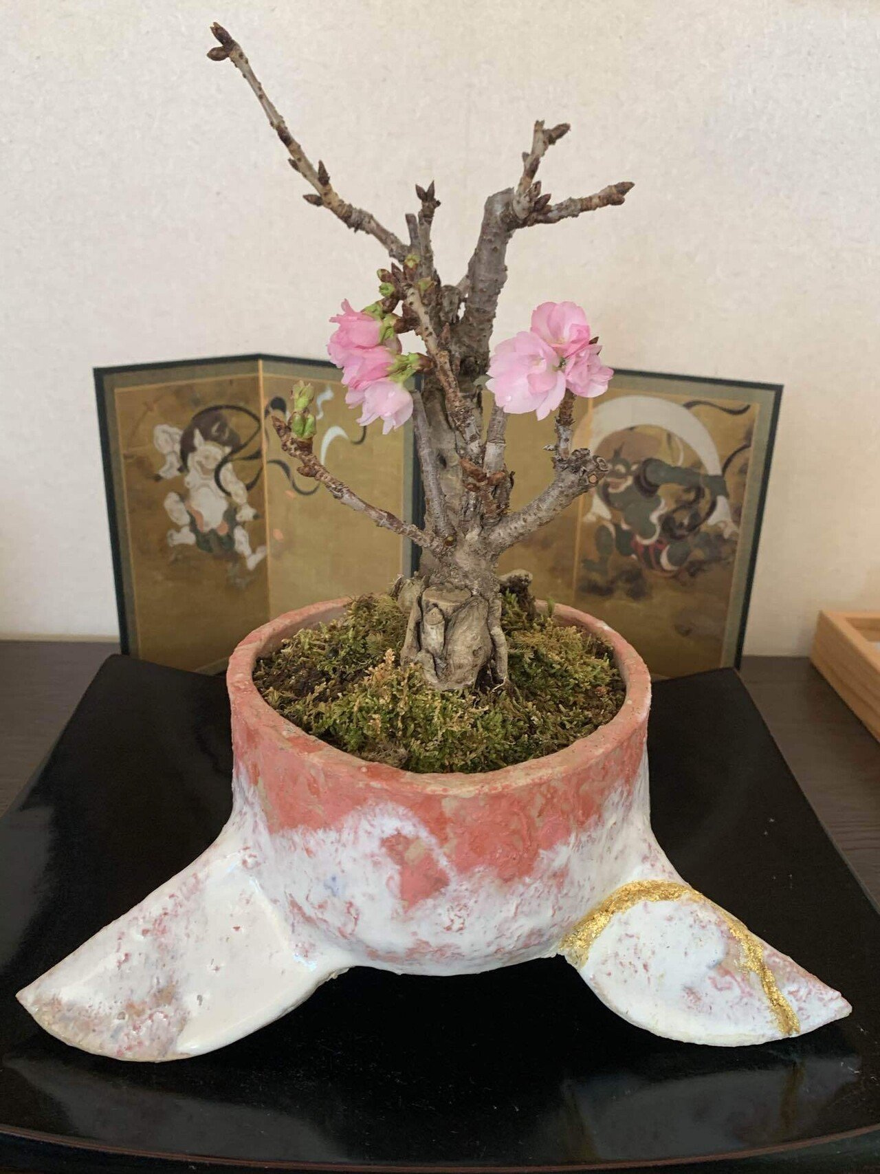 桜の開花 泉作陶作品集 春の植木鉢 四季の植木鉢シリーズ 太泉 Note