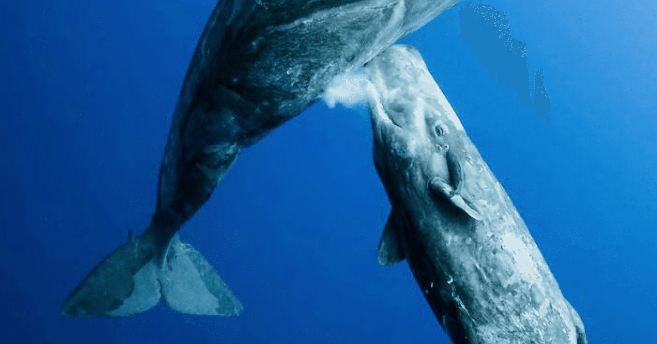 授乳するクジラ 水中写真コンテスト21 2 ノリノリ Note 授乳するクジラ 水中写真コンテスト21 2 ノリノリ Note