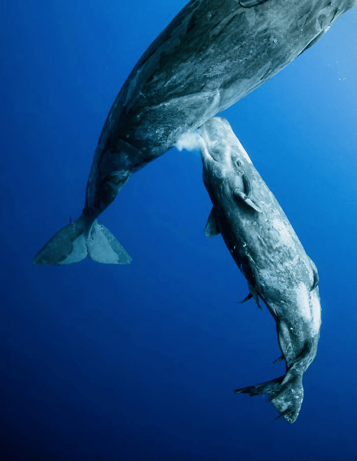 授乳するクジラ 水中写真コンテスト21 2 ノリノリ Note
