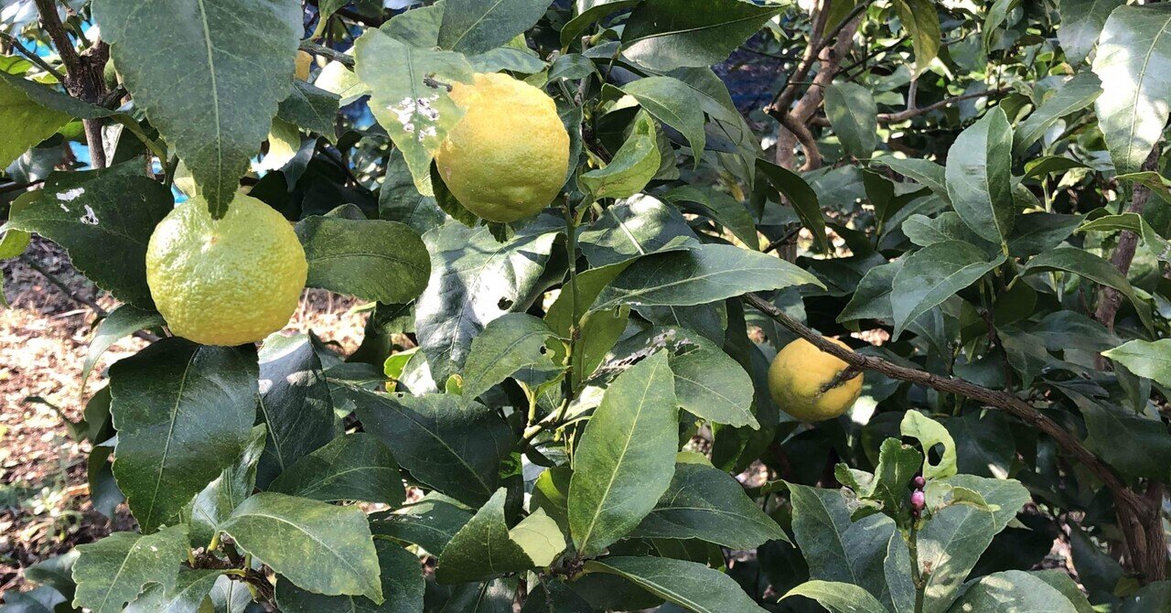 伊豆大島でレモン農園を始めた理由 青山光一 青山レモン農園 大日向小学校 Note 伊豆大島でレモン農園を始めた理由 青山光一 青山レモン農園 大日向小学校 Note