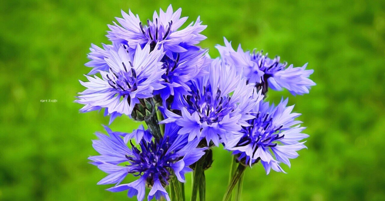 3月1日 誕生花は矢車菊 誕生花短歌 御子柴 流歌 Note 3月1日 誕生花は矢車菊 誕生花短歌 御子柴 流歌 Note