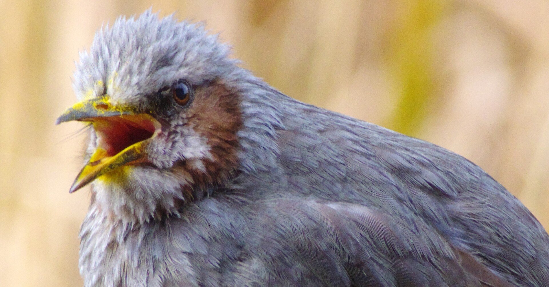 安レンズ野鳥チャレンジ (K-70 / smc PENTAX-FA J75-300mm)｜夢望庵