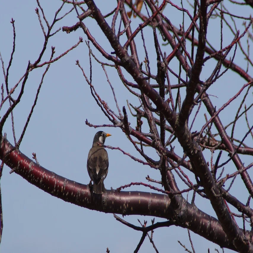 安レンズ野鳥チャレンジ (K-70 / smc PENTAX-FA J75-300mm)｜夢望庵 