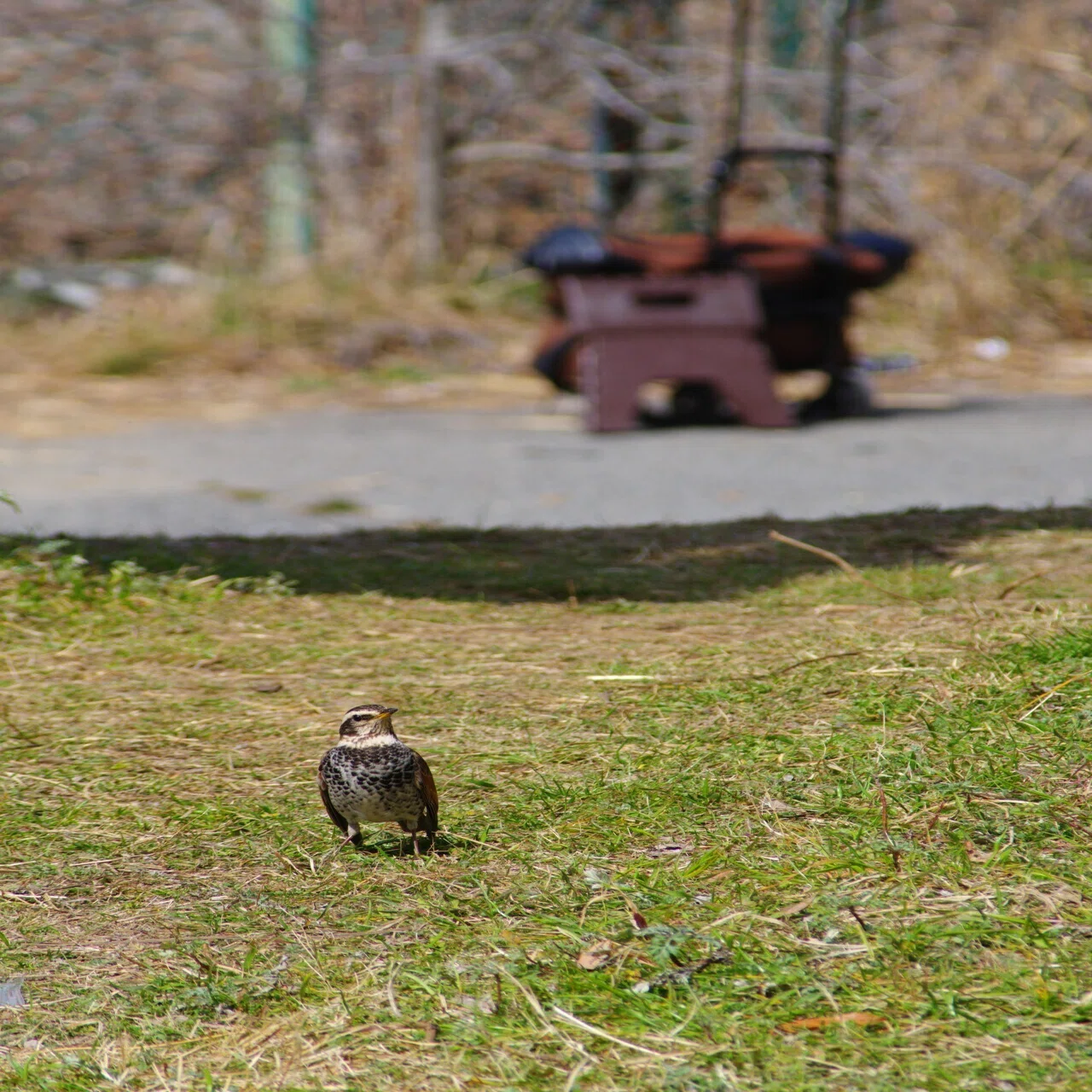 安レンズ野鳥チャレンジ (K-70 / smc PENTAX-FA J75-300mm)｜夢望庵 