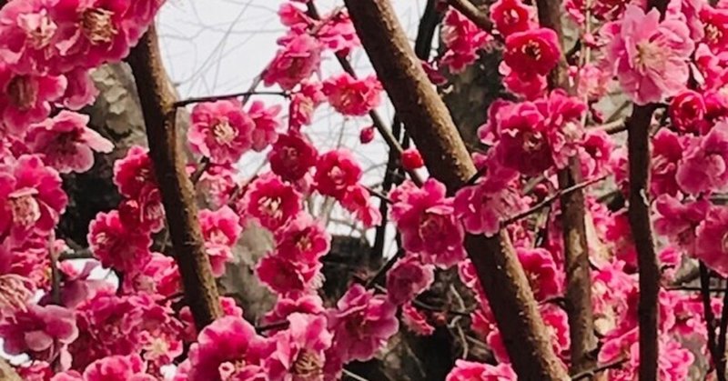 梅と鶯 Luna N Note