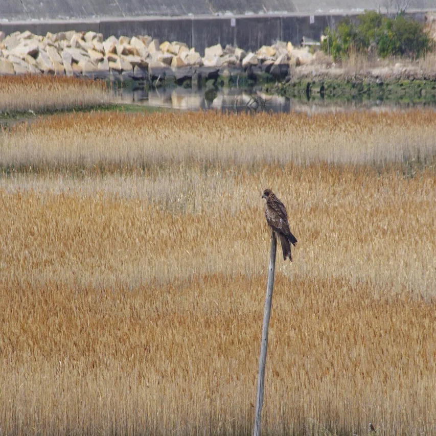安レンズ野鳥チャレンジ (K-70 / smc PENTAX-FA J75-300mm)｜夢望庵 