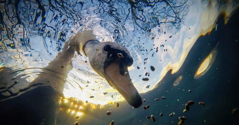 水中の餌を食べる白鳥 写真コンテスト受賞作21 3 ノリノリ Note
